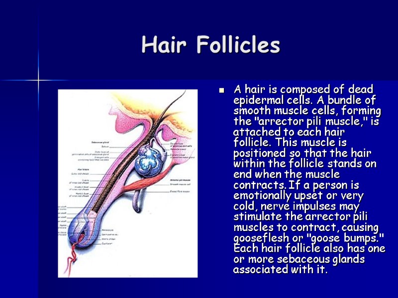 Hair Follicles  A hair is composed of dead epidermal cells. A bundle of